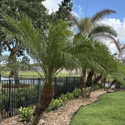 Professional landscaping with palm trees and mulch beds, Treasure Coast FL